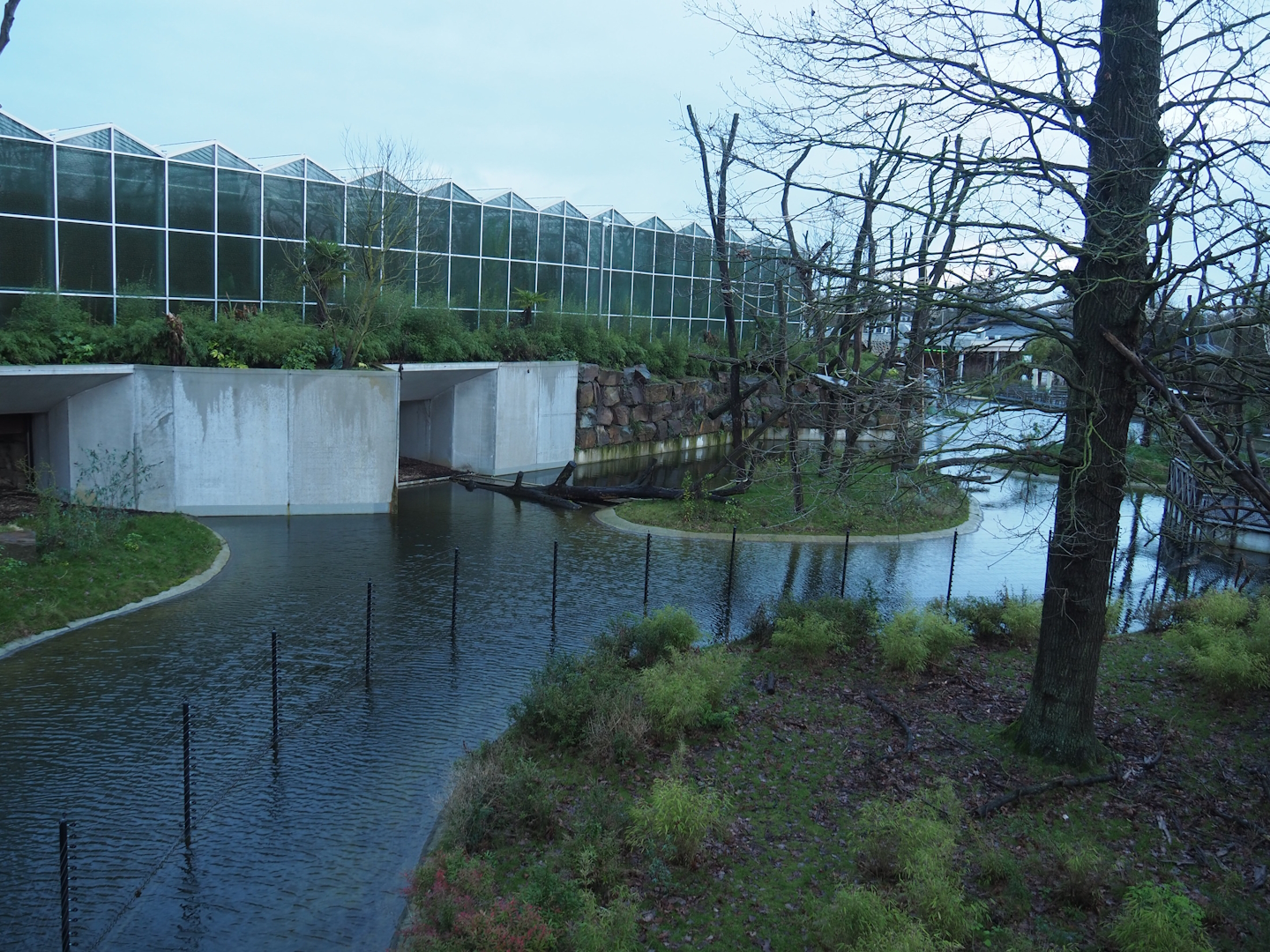 One of the orangutan and gibbon islands seen from the viewing area on top of the Sulawesi crested macaque house, 2024-01-01