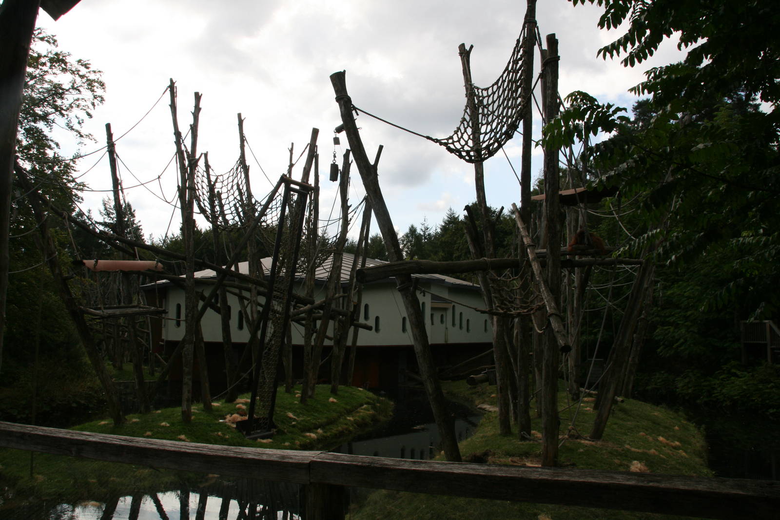 one of the orangutan islands