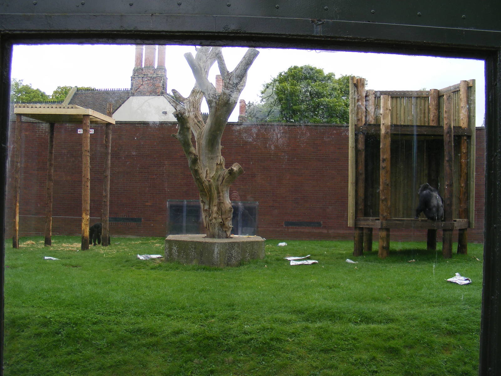 One of the outdoor chimp areas 2 May 2009