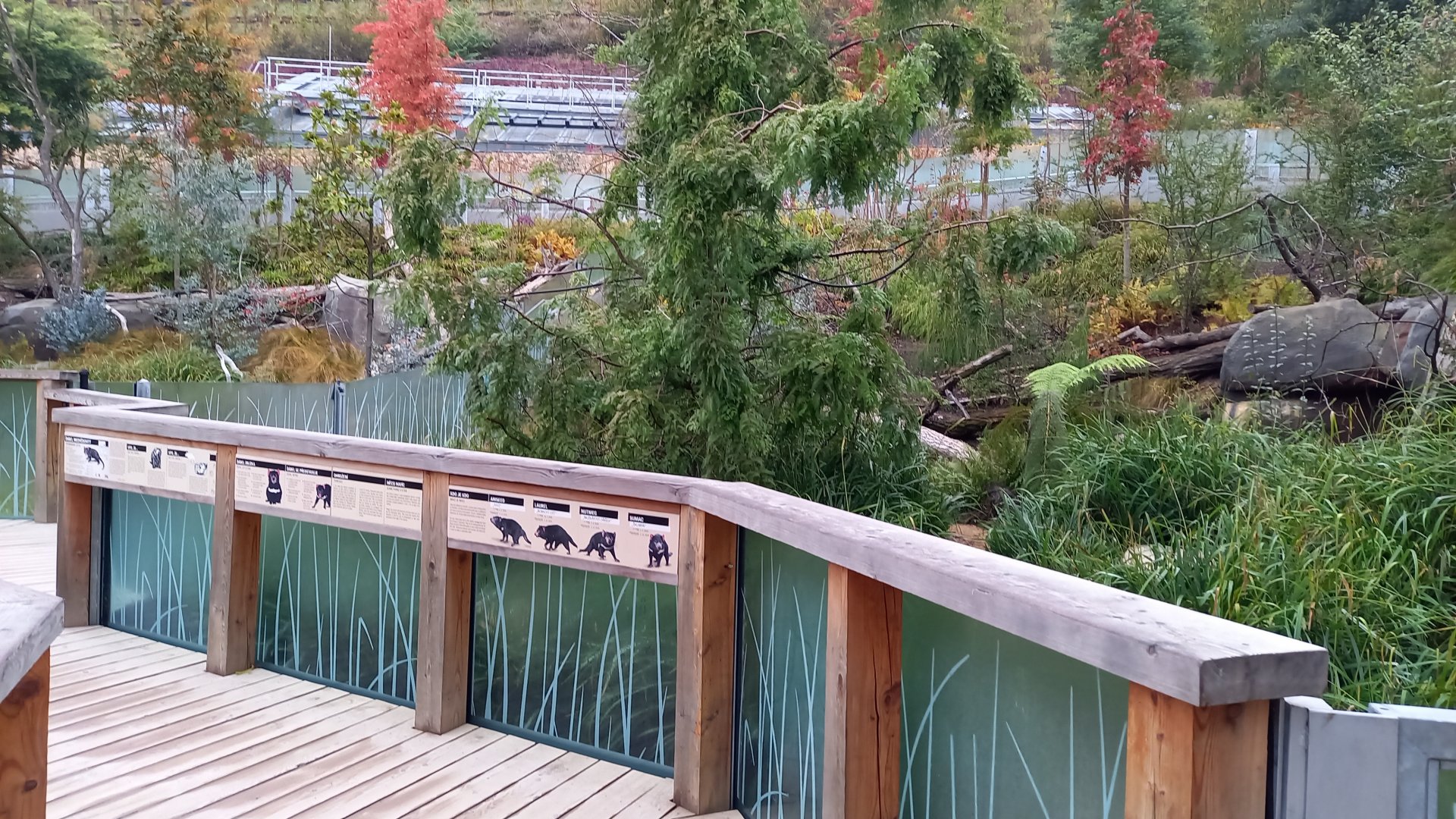 One of the outdoor-enclosures of the Tasmanian devils