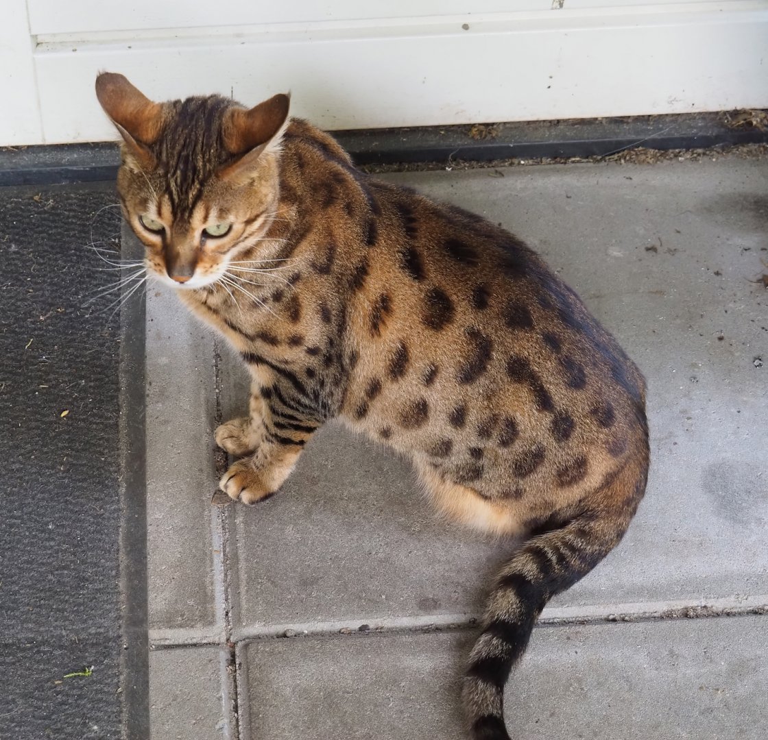 One of the park's three domestic cats (Felis catus), 2024-05-11