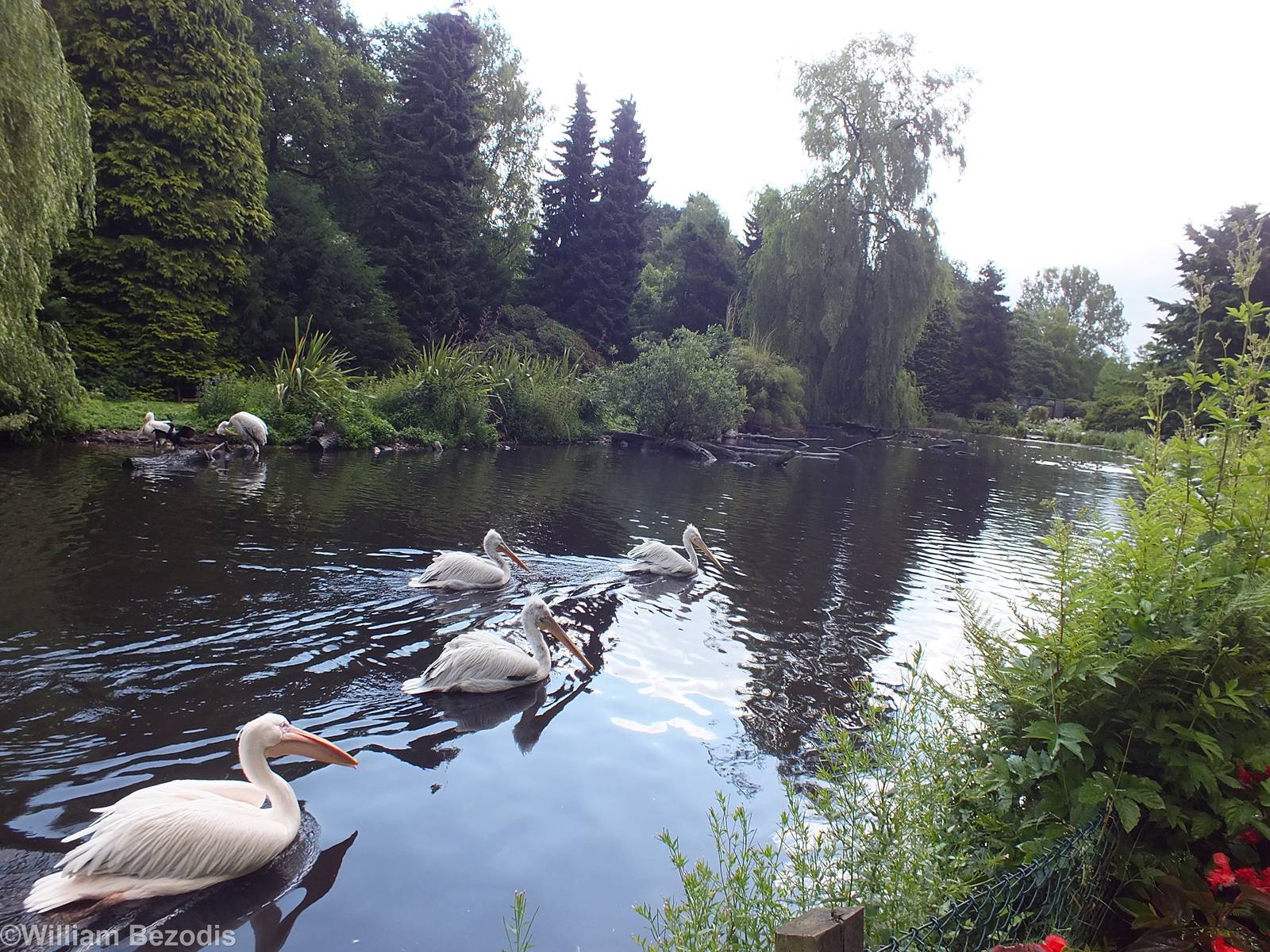 One of the Pelican Ponds