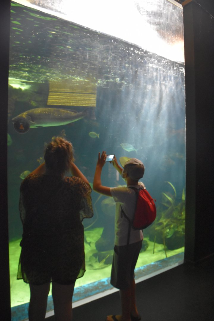 One of the penguin underwater viewing windows.