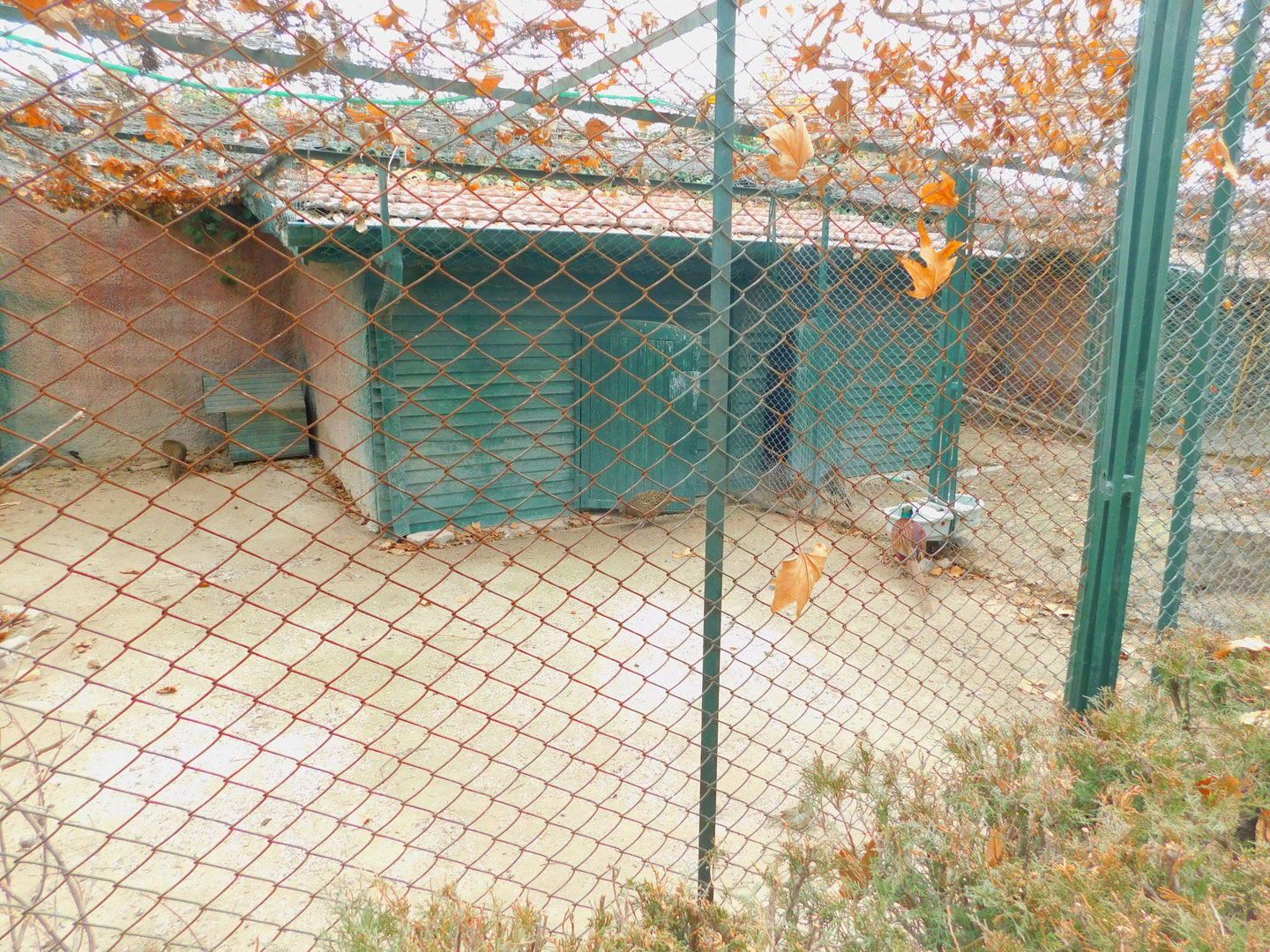 One of the pheasantries at Karatay Zoo