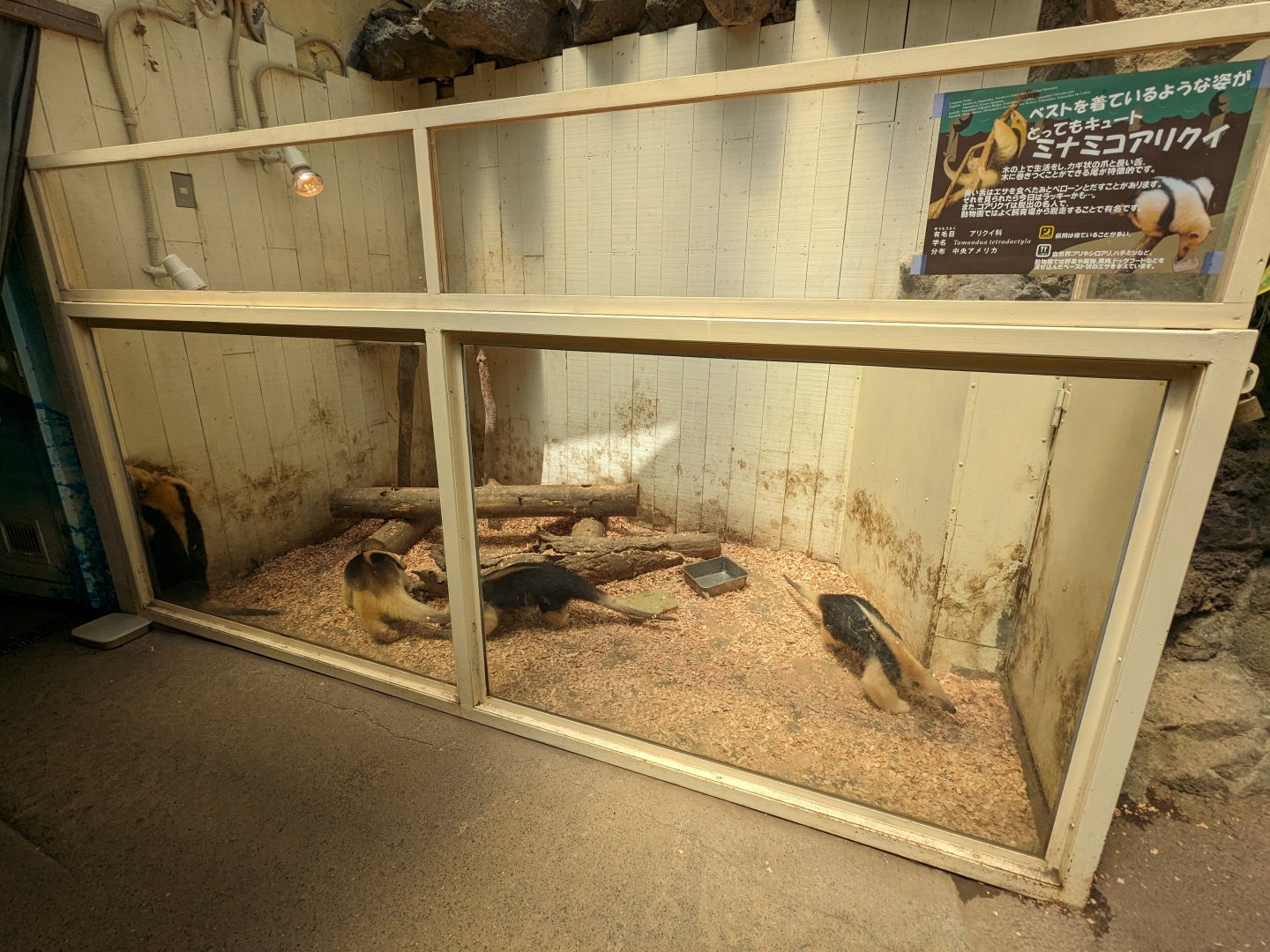 One of the poorest Southern tamandua exhibits I've ever seen