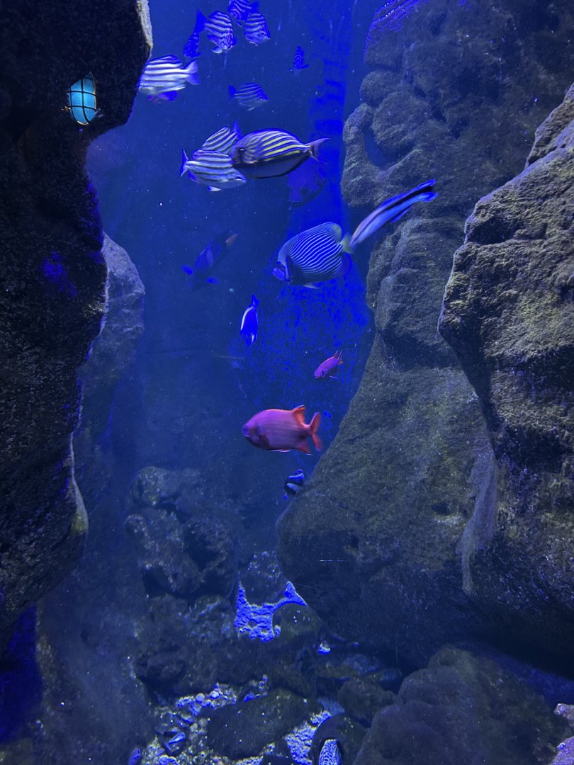 One of the reef aquarium