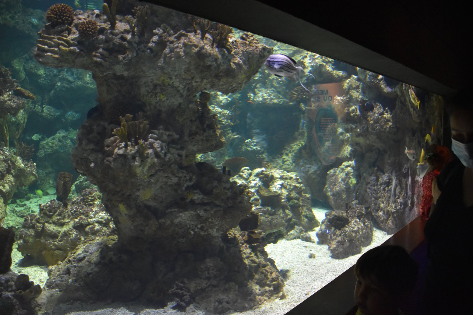 One of the reef tank underwater viewing windows