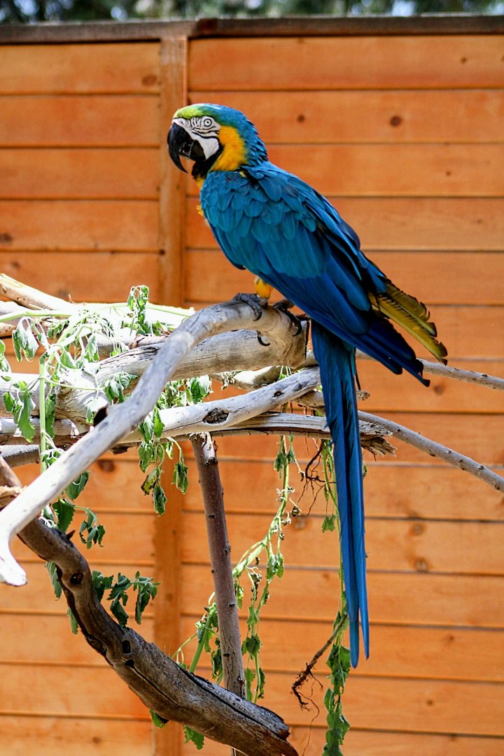 One of the Resident Blue and Gold Macaws