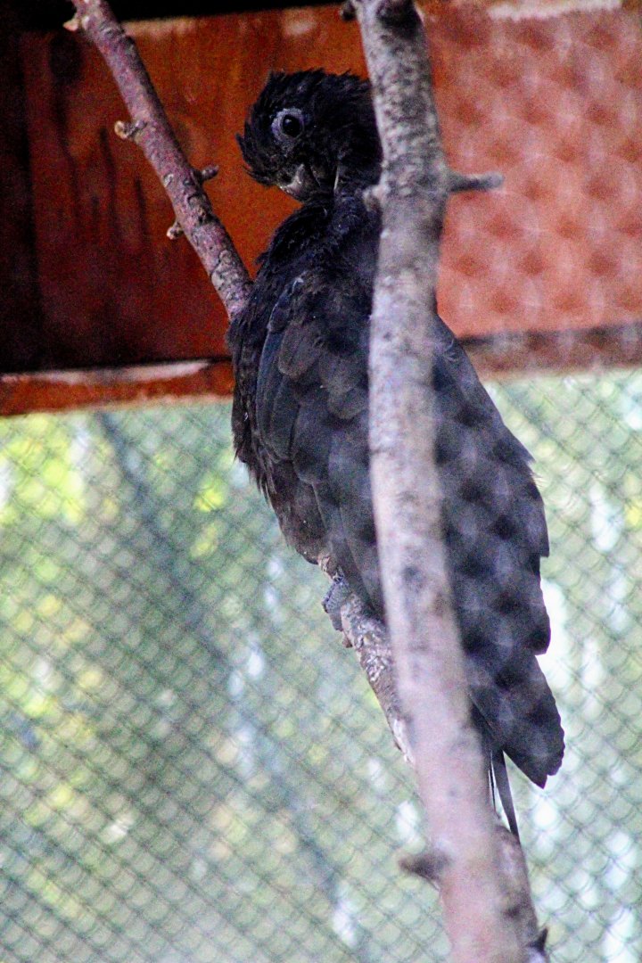 One of the Resident Lesser Vasa Parrots