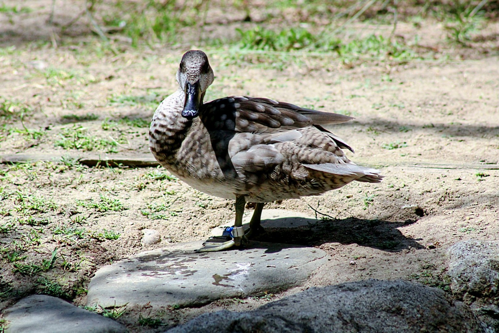 One of the Resident Marbled Teal Hens.