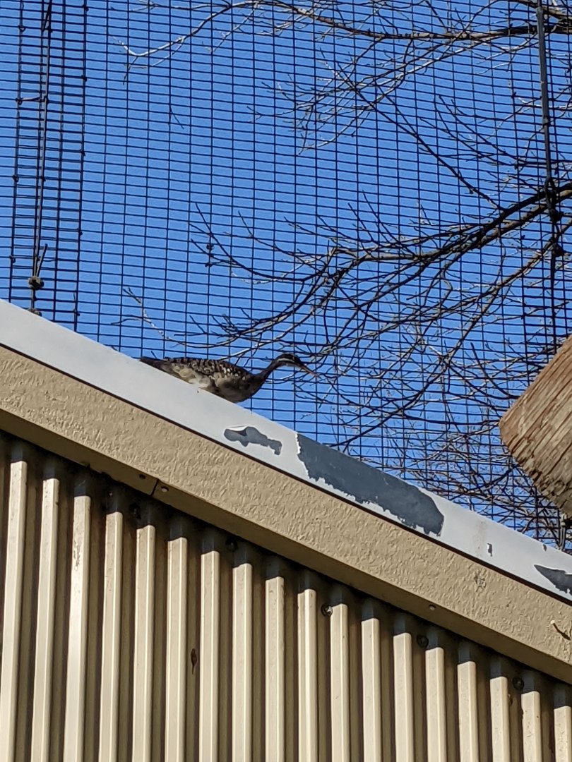 One of the Resident Sunbitterns