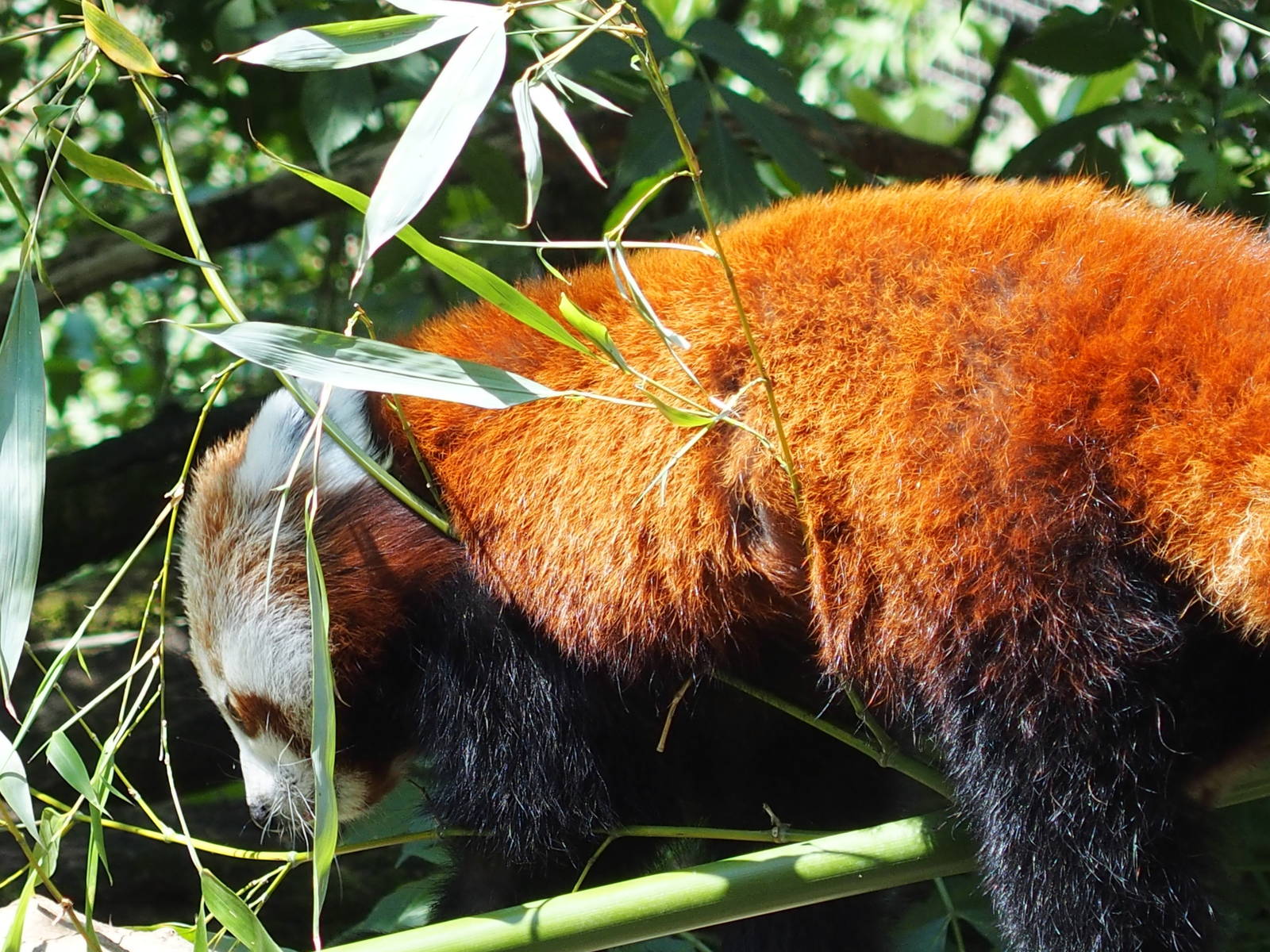 one of the residents