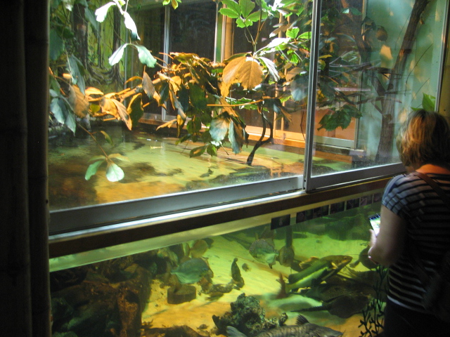 One of the S-American paludariums