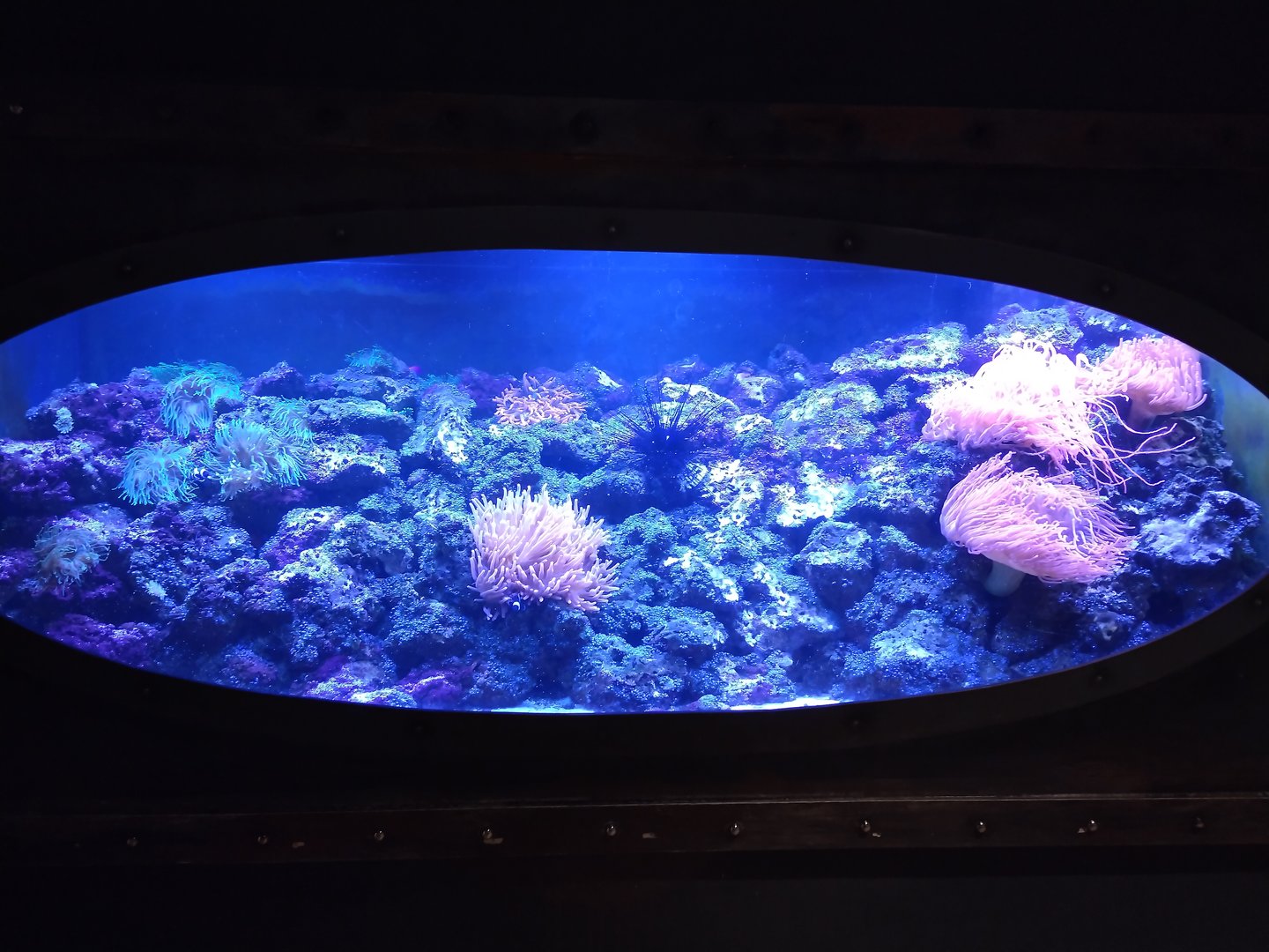 One of the saltwater aquariums