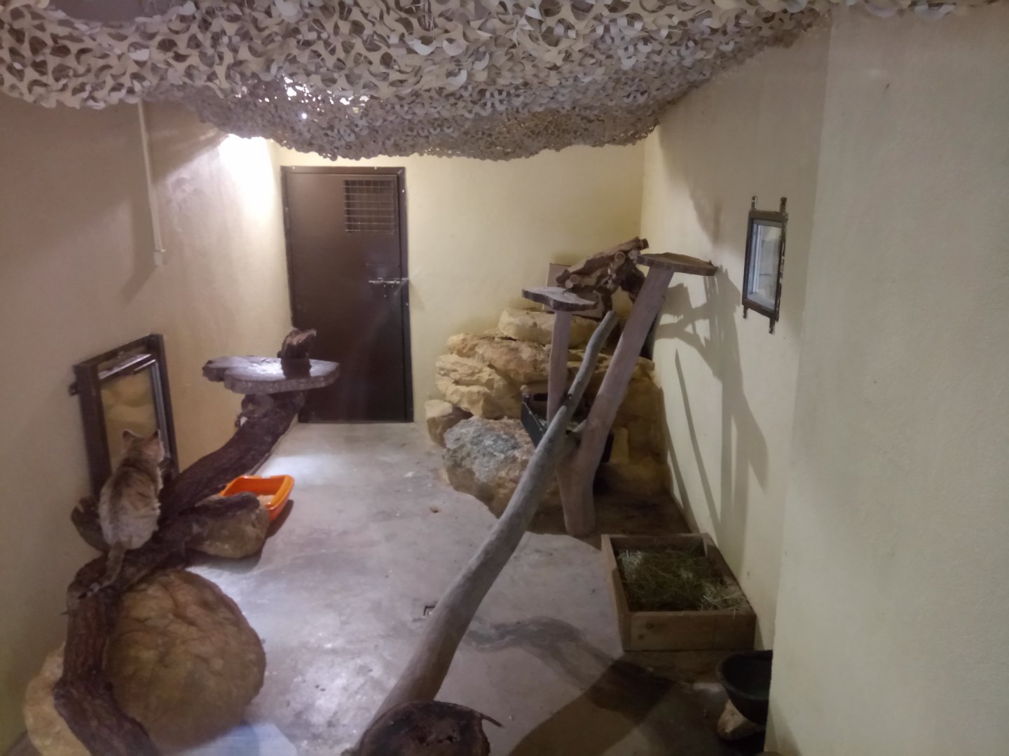 One of the Sand Cats Indoor Exhibit