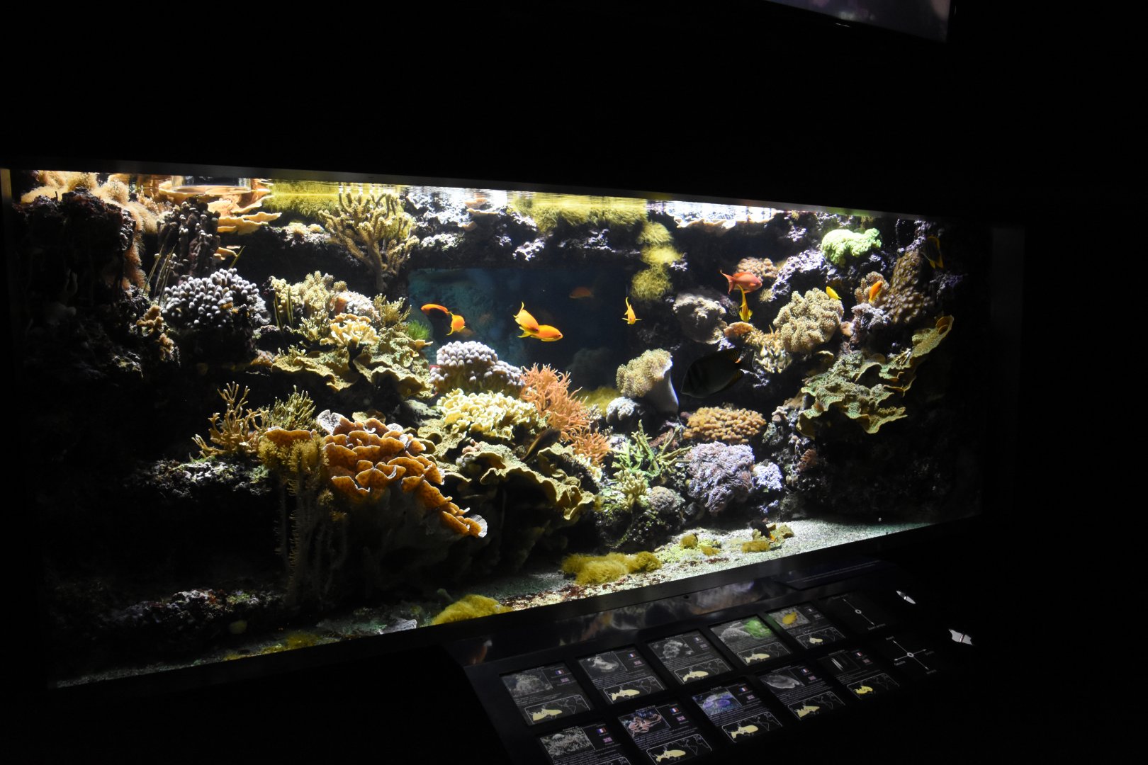 One of the smaller coral reef tanks