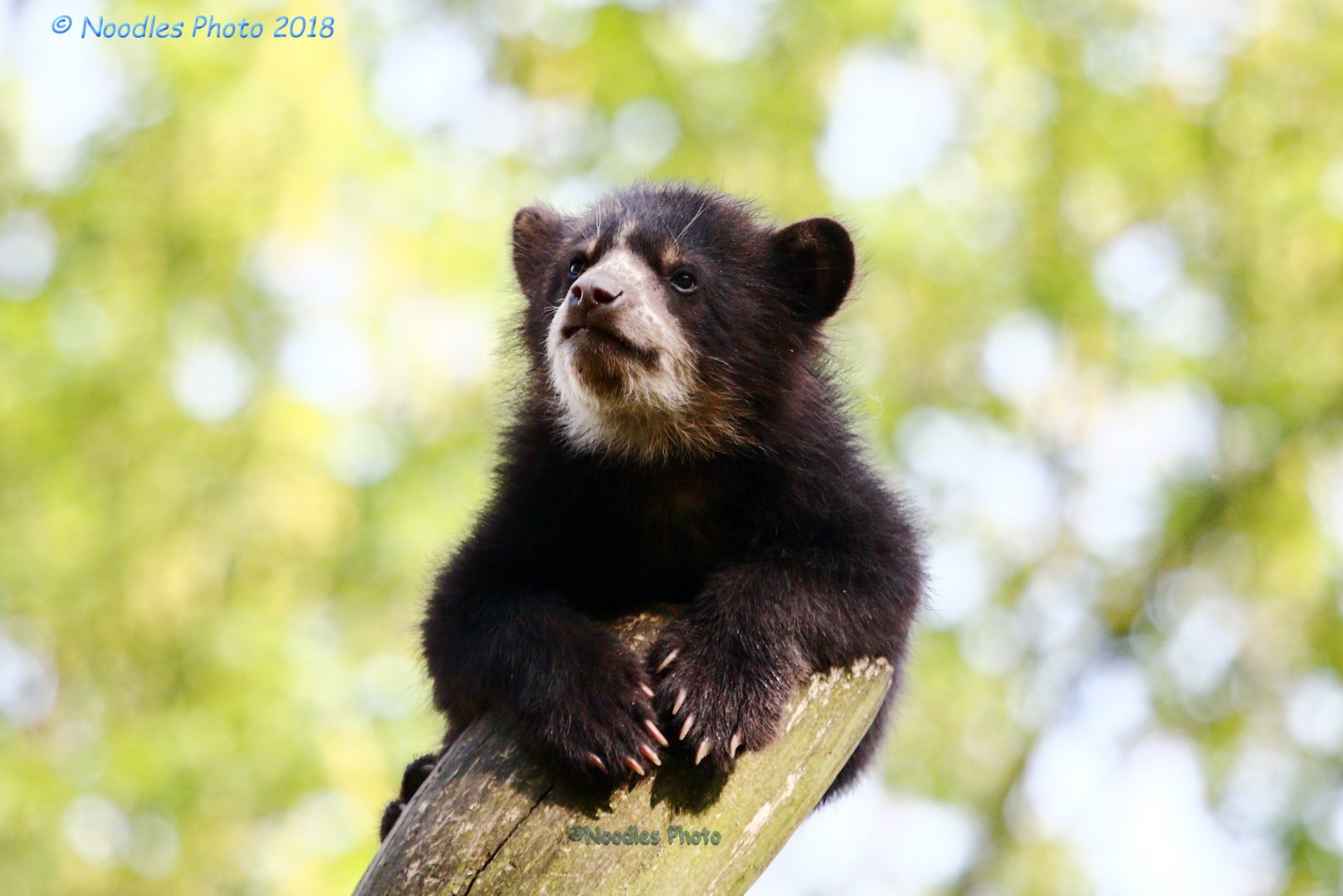 one of the spectacled bear cubs