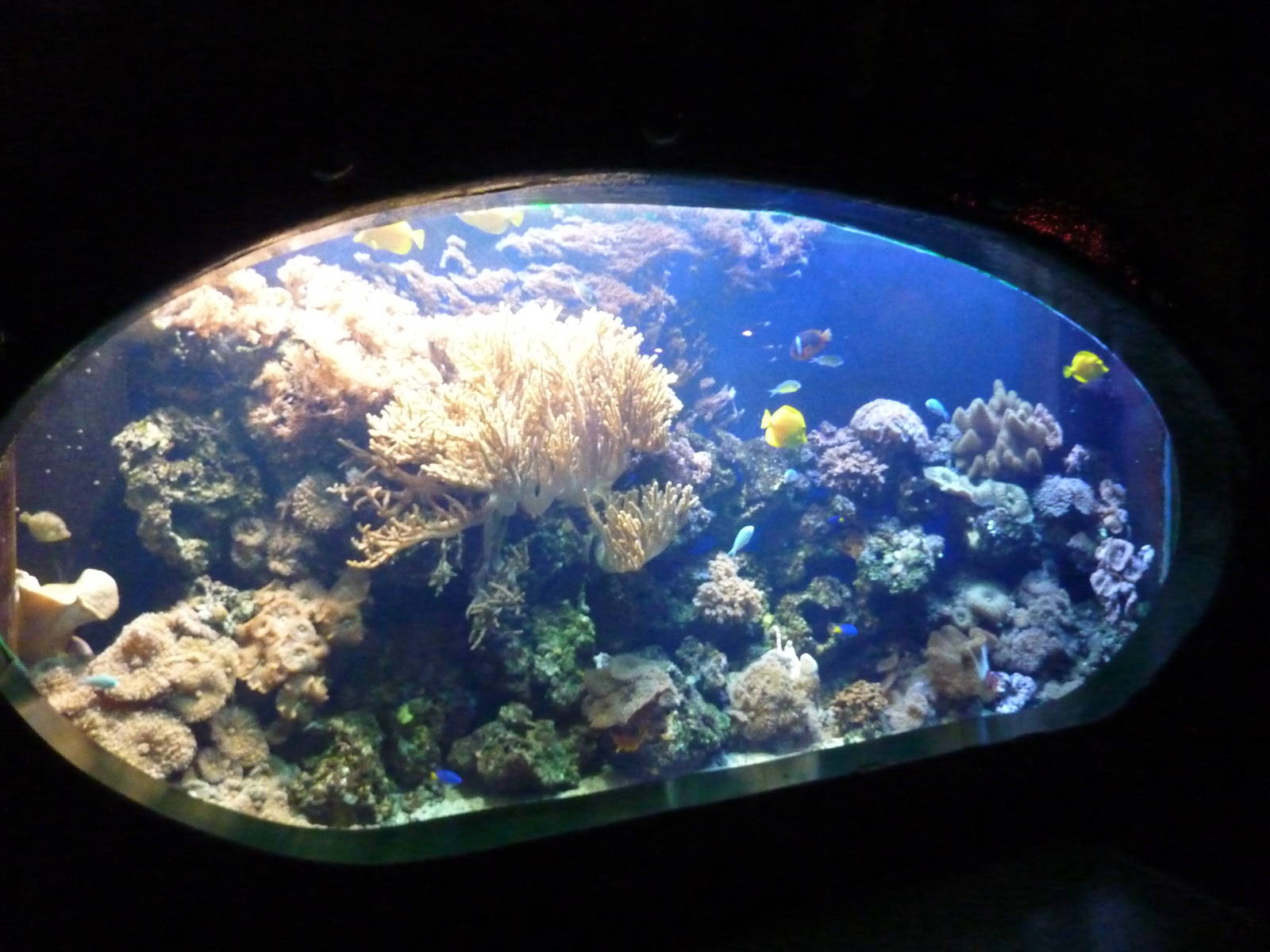 One of the tanks lining the HMS Sub Tropical