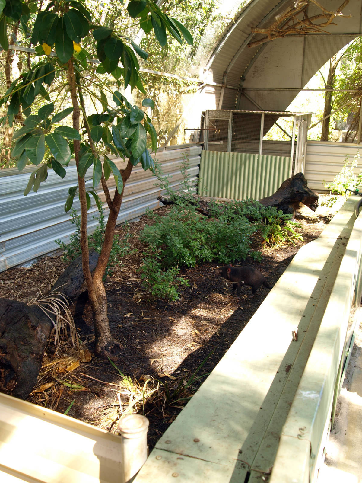 One of the Tasmanian Devil pens