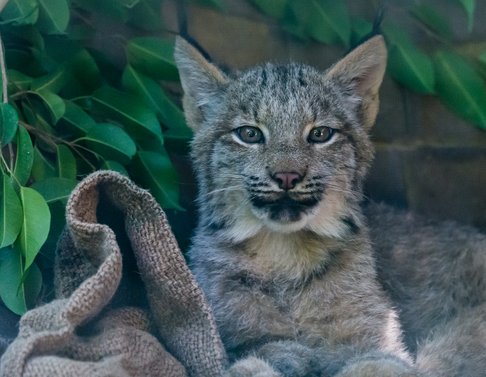 One of the three, 4 month old Canadian Lynx.