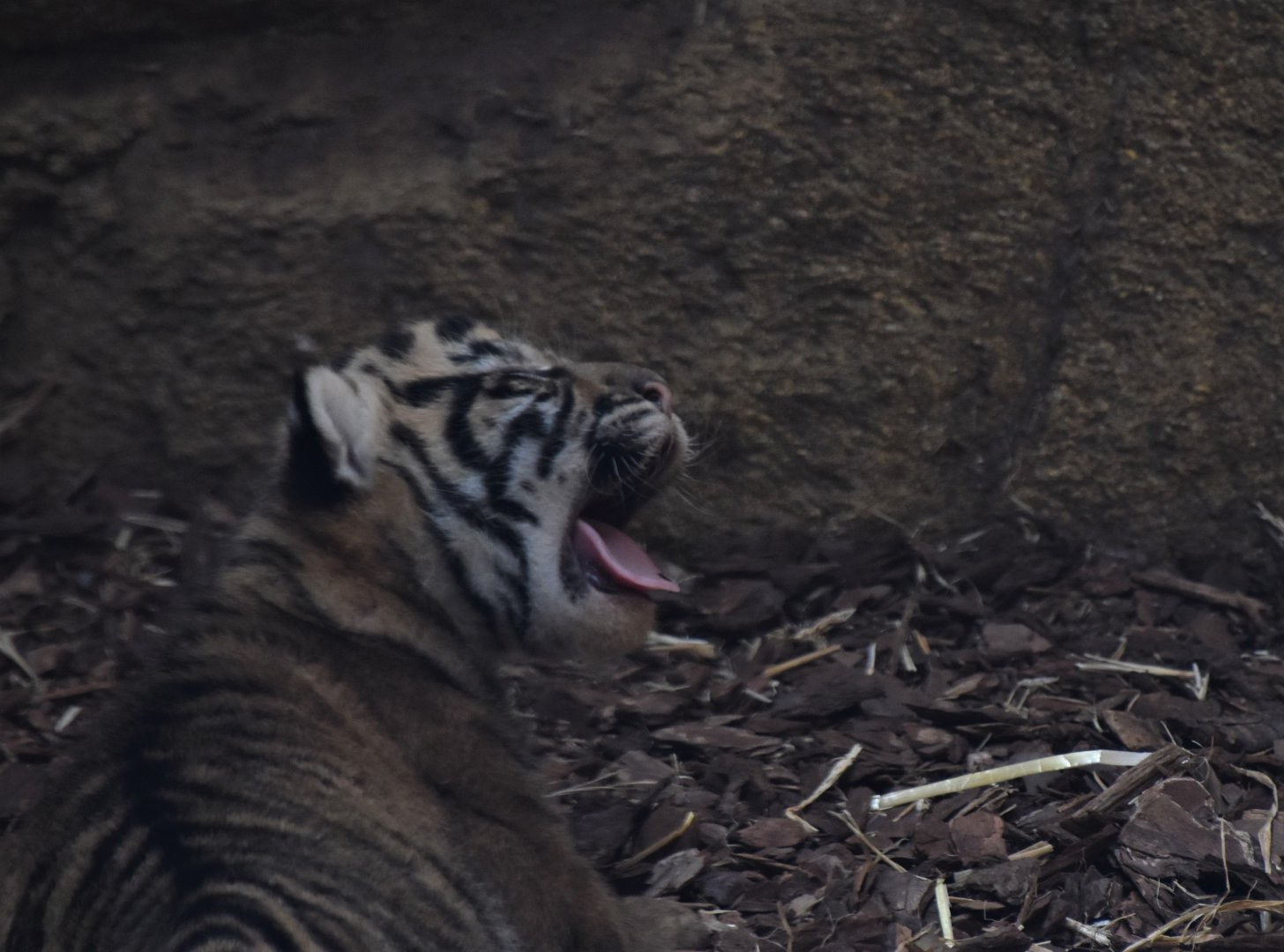 One of the three tiger cubs