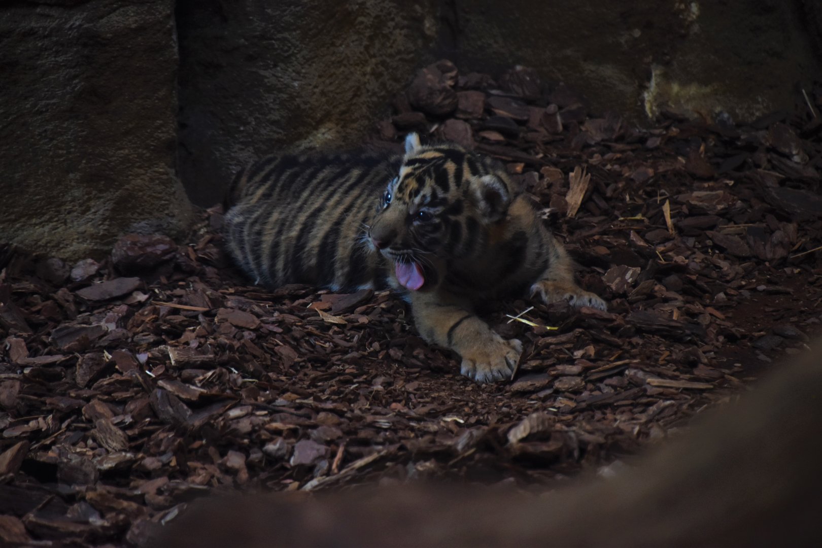 One of the three Tiger cubs