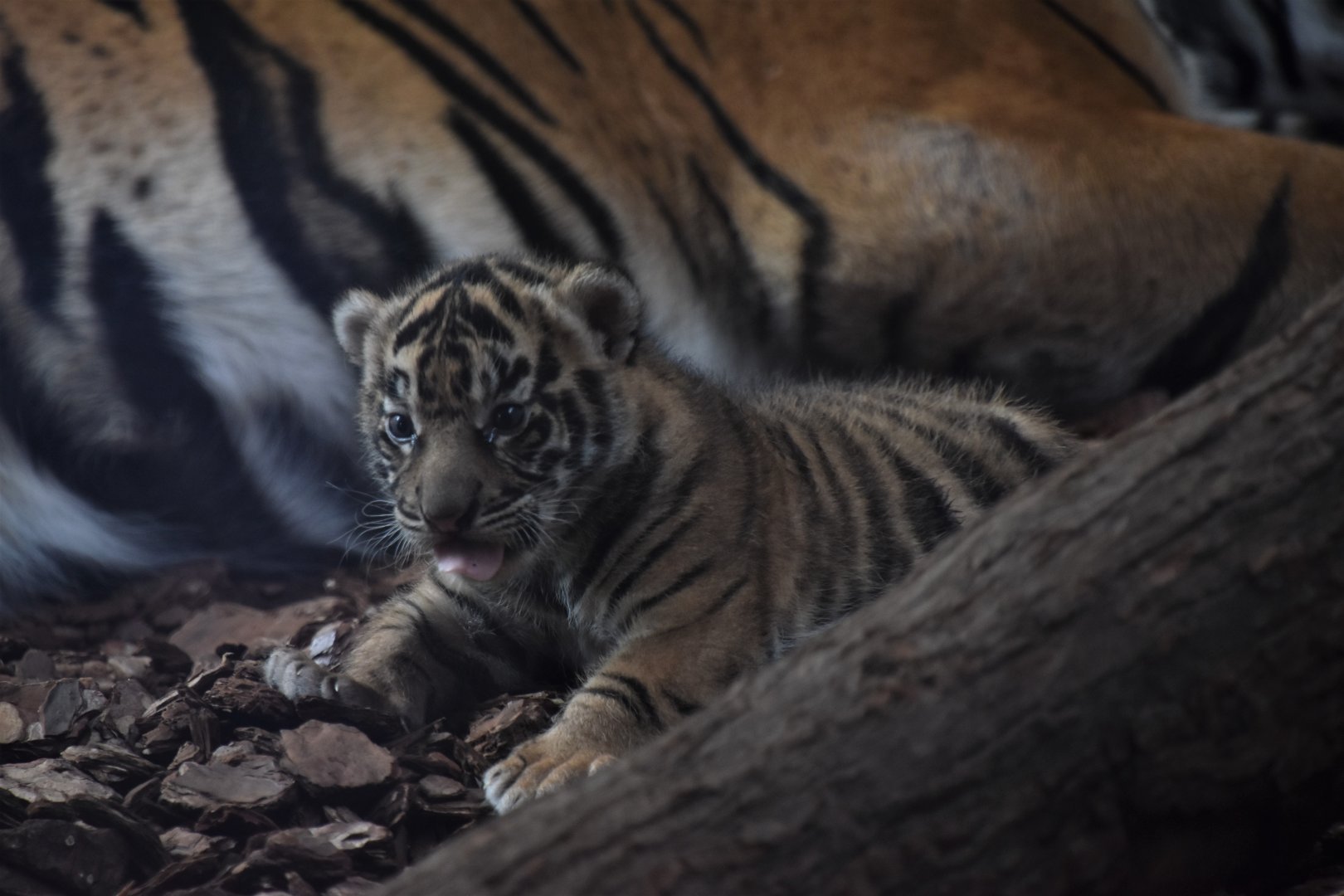One of the three Tiger cubs
