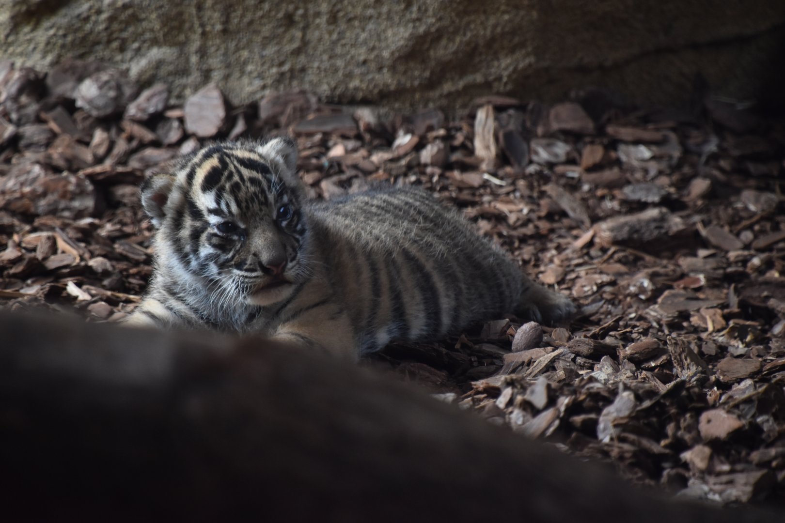 One of the three Tiger cubs