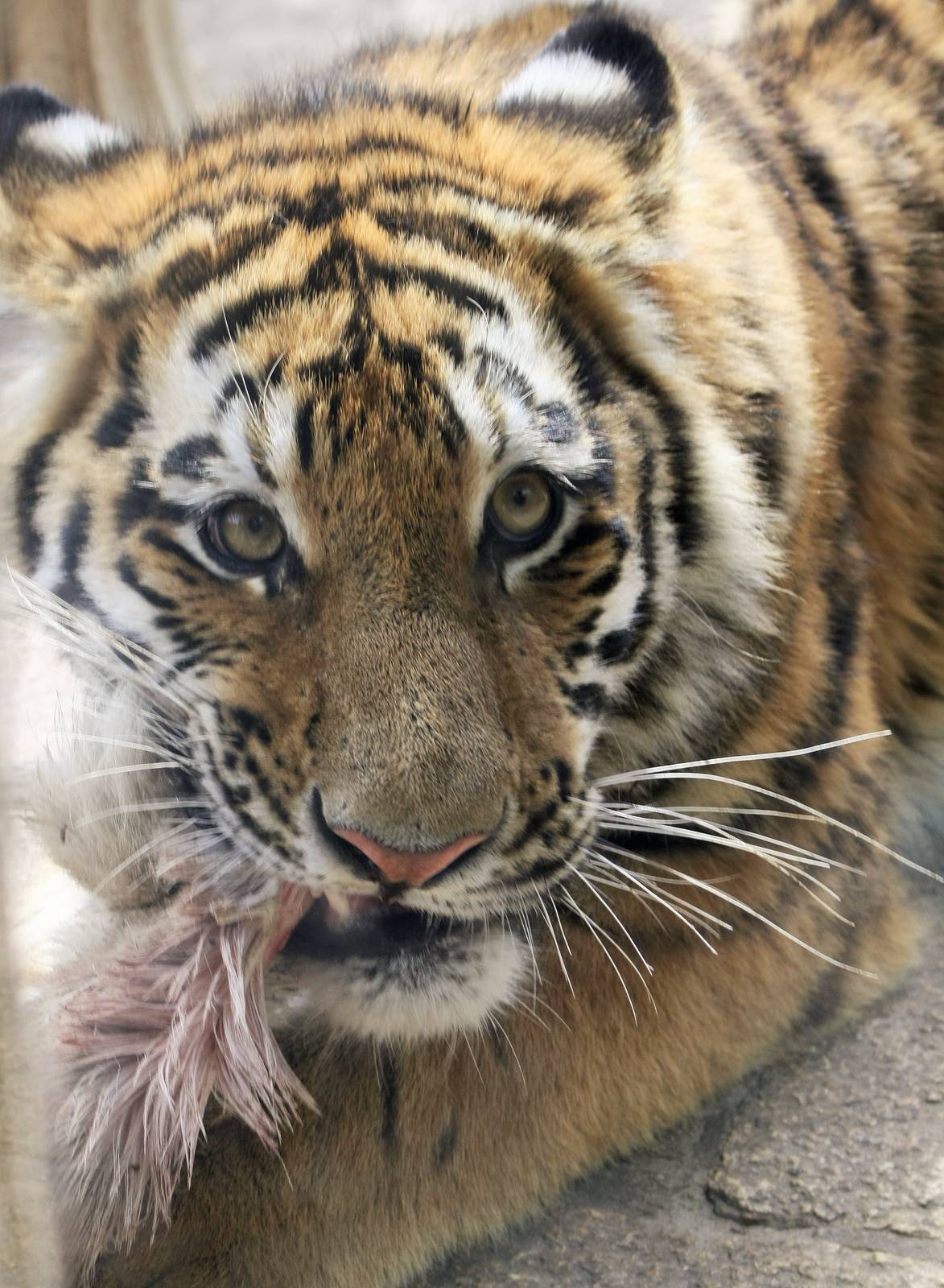 One of the tiger cubs.