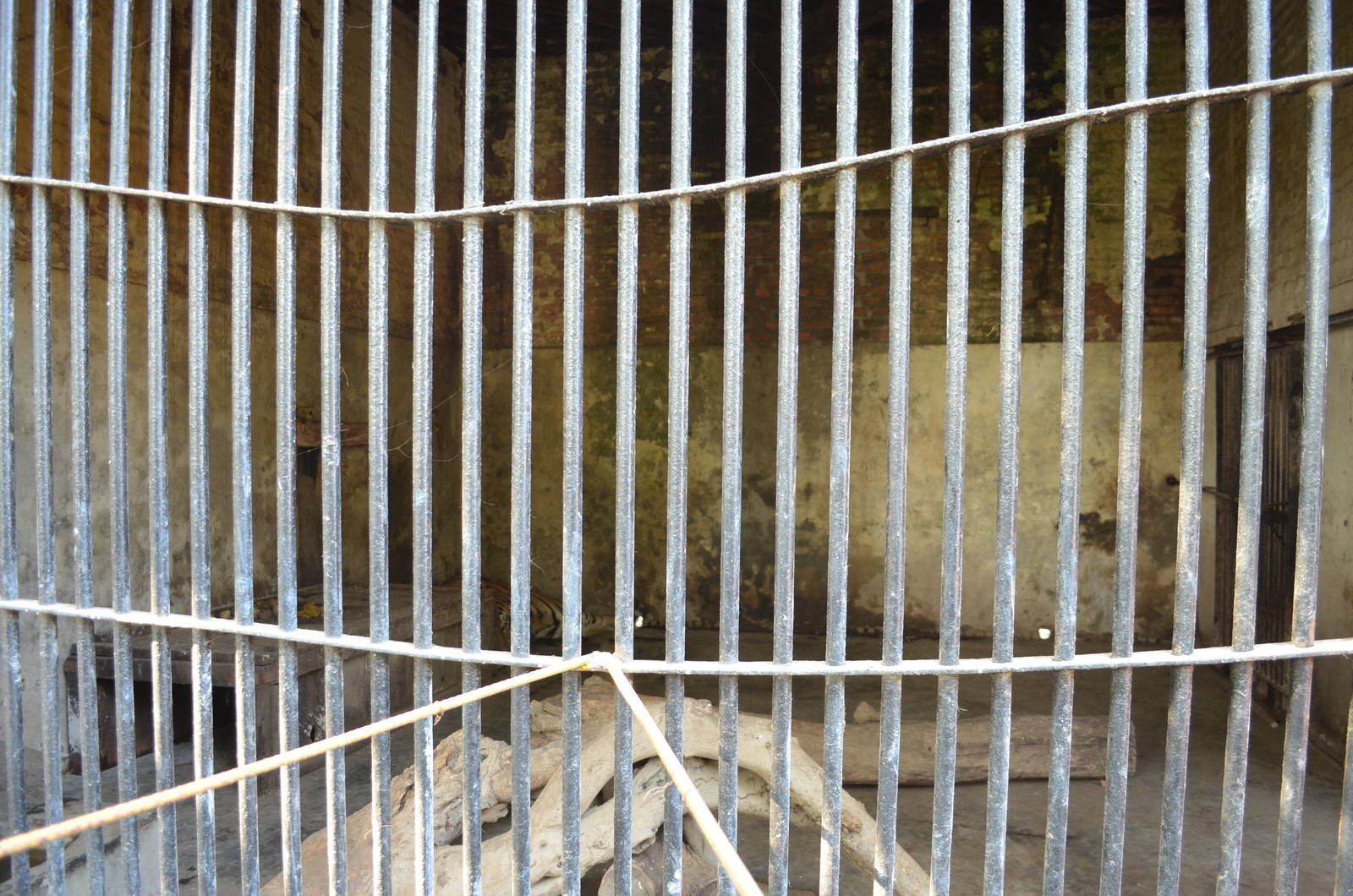 One of the Tiger Enclosures