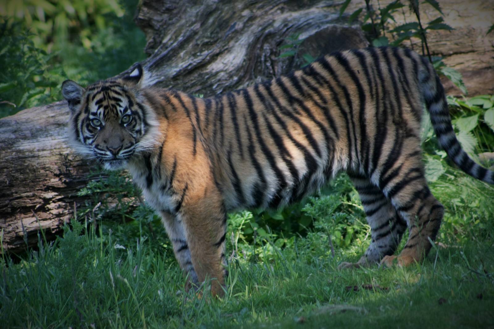 One of the Tiger Twins.