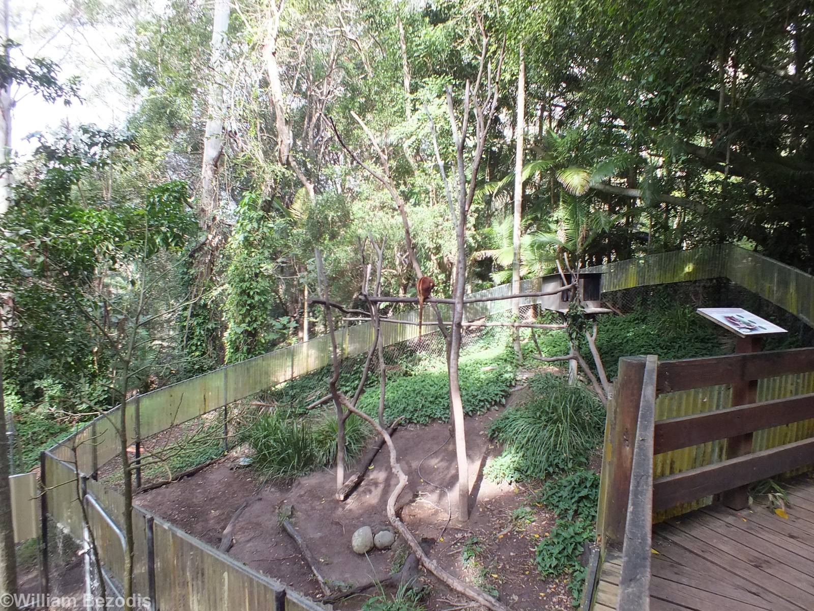 One of the Tree Kangaroo Enclosures