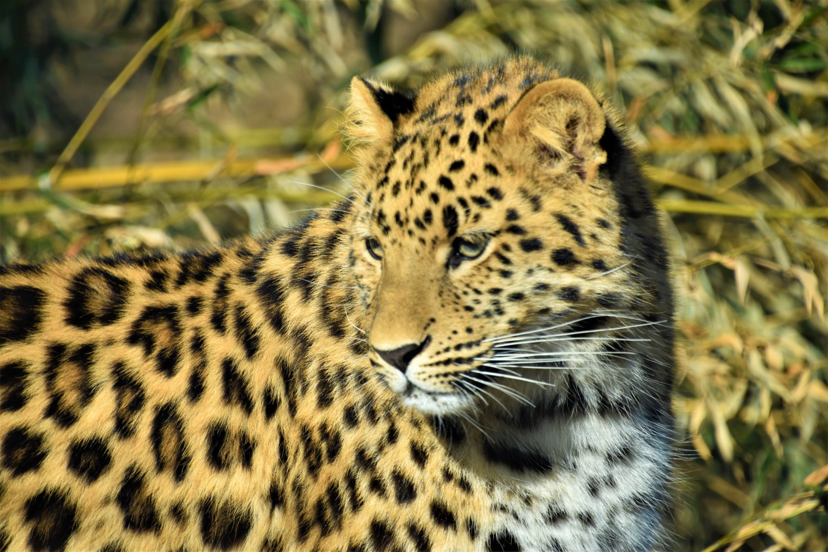 One of the two amur leopard cubs
