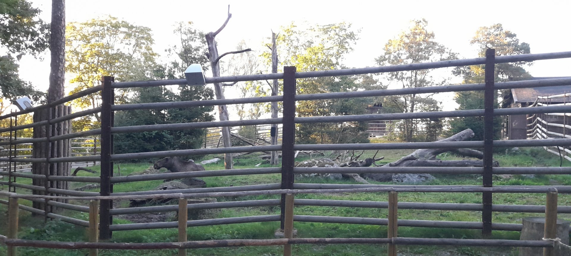 One of the two Eurasian moose enclosure