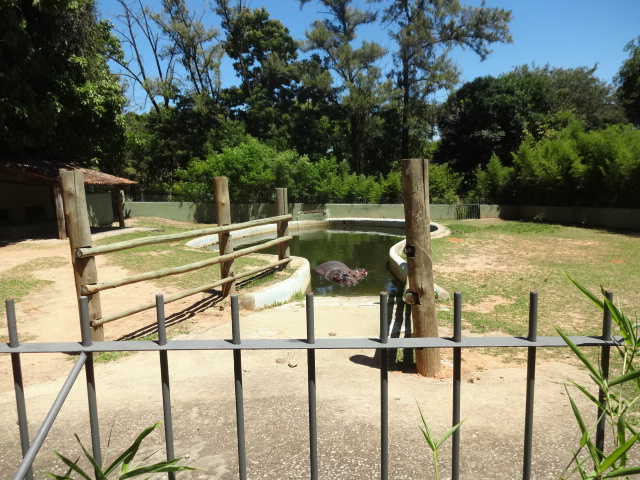 One of the two hippo exhibits - Belo Horizonte zoo