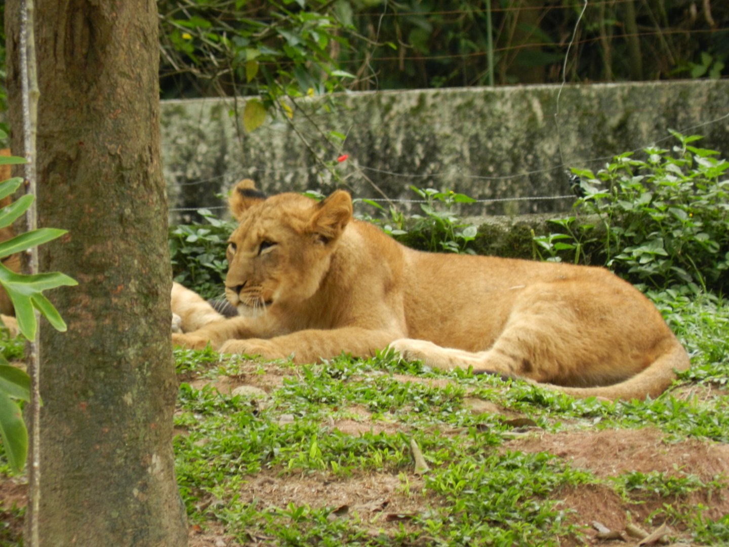 One of the two juvenille lionesses - Zoo São Paulo