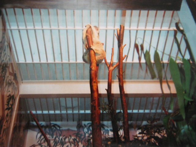One of the two Koalas June 1990.