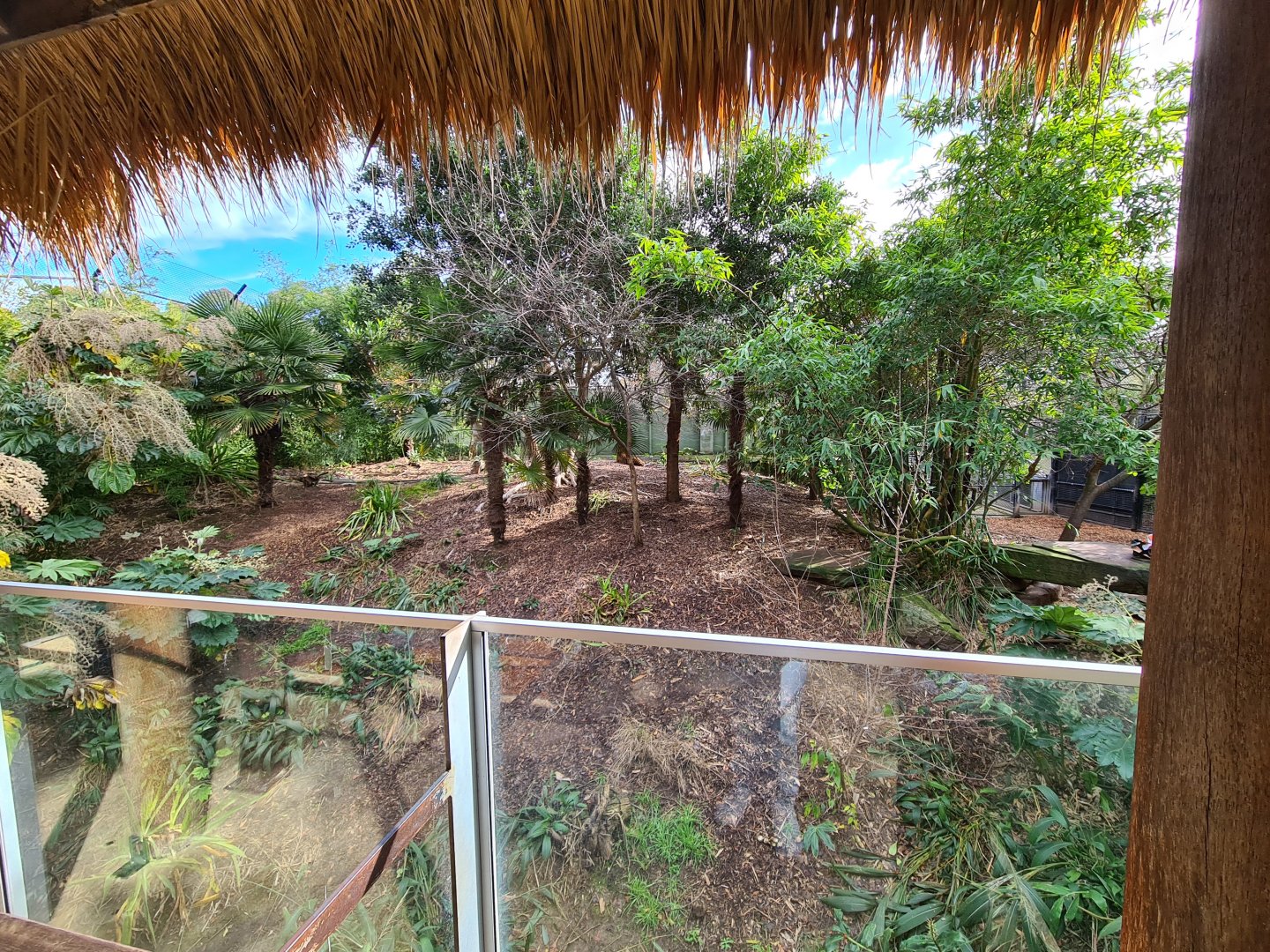 One of the Two Sumatran Tiger exhibits at Adelaide Zoo