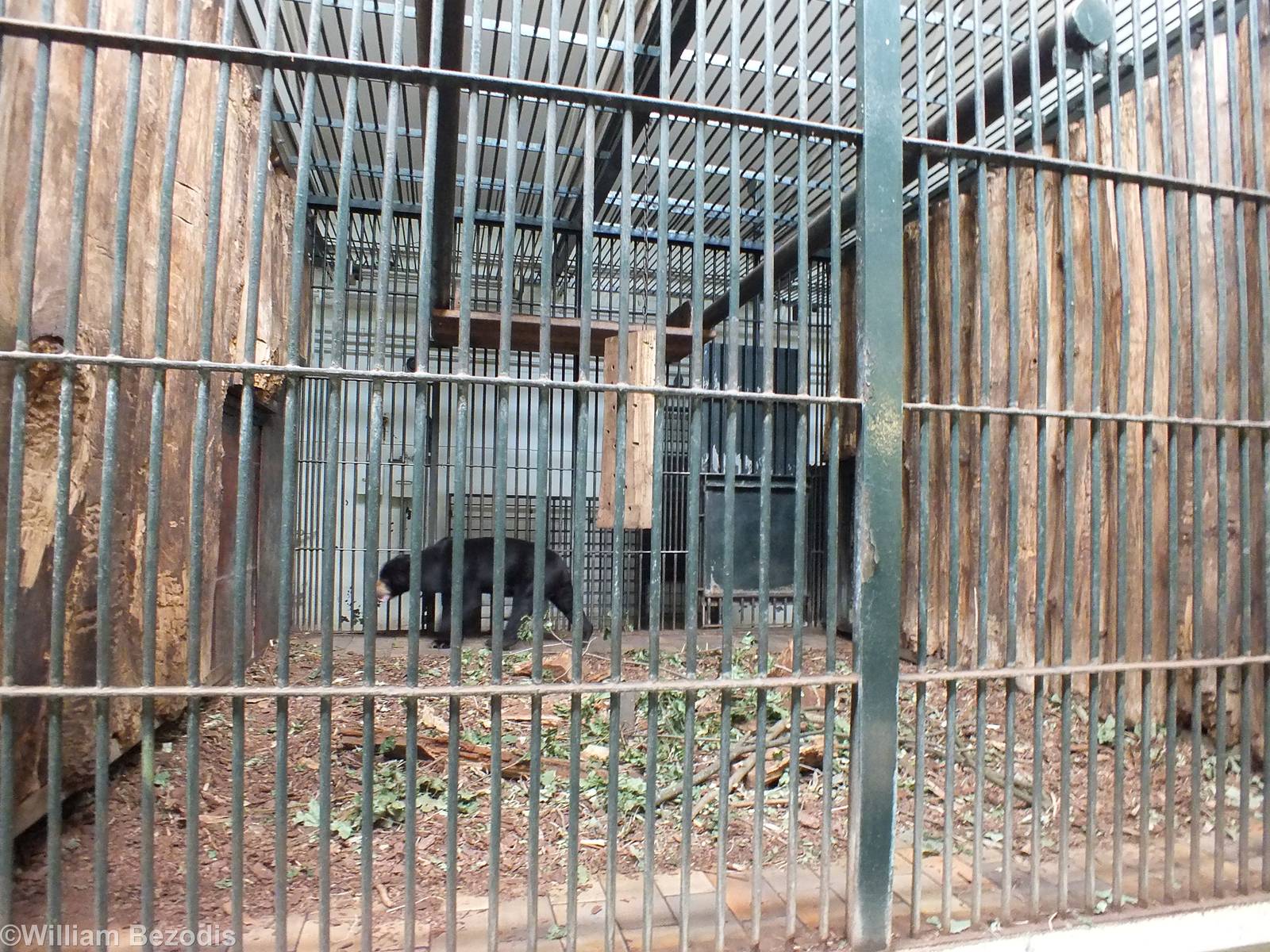One of the Very Poor Sun Bear Enclosures