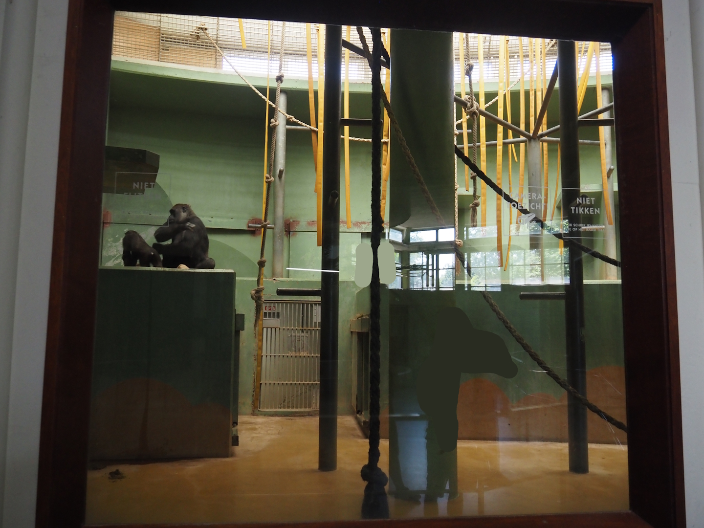 One of the Western lowland gorilla indoor exhibits, 2024-06-30