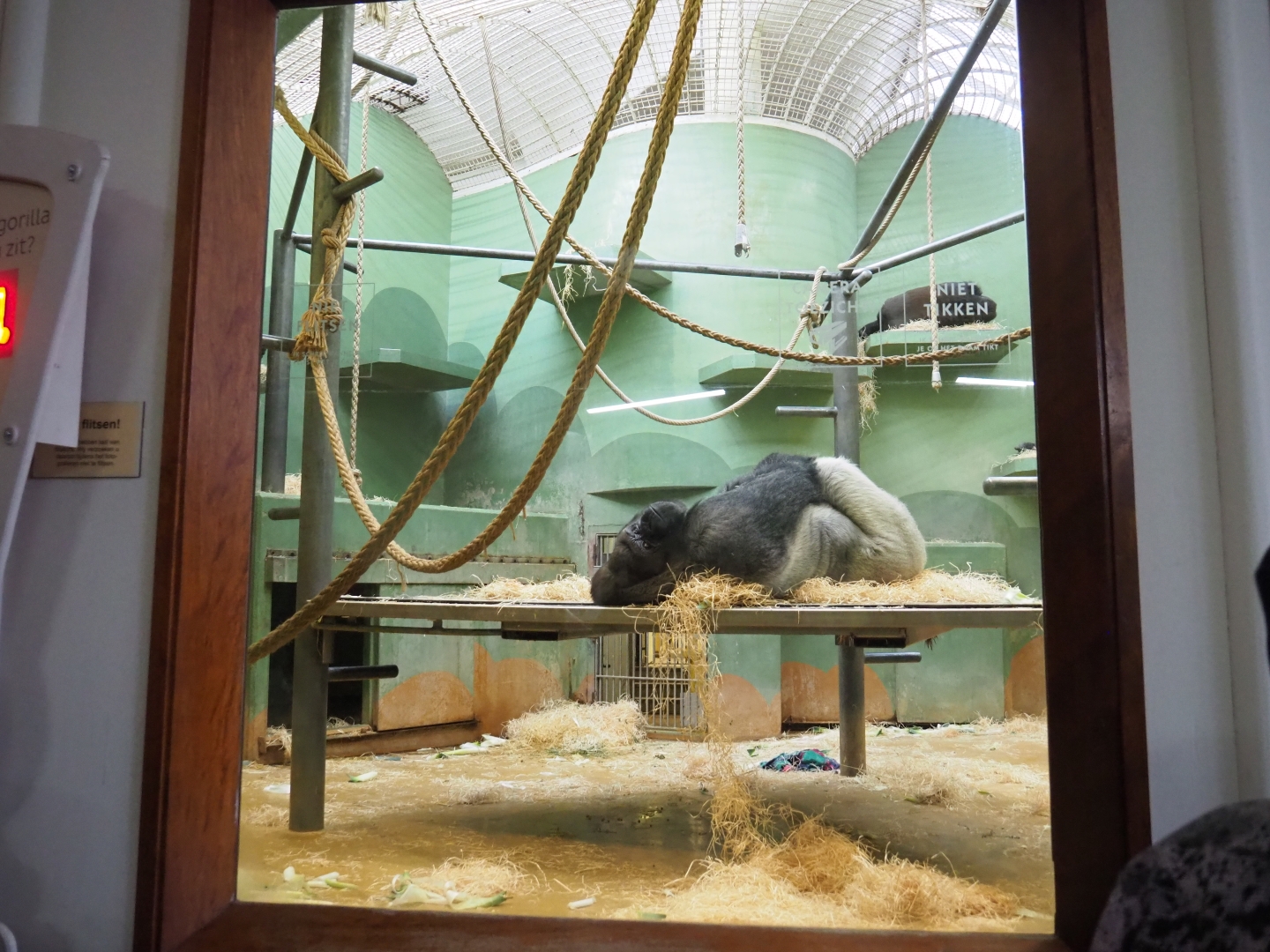 One of the Western lowland gorilla indoor exhibits (Nov 10th, 2018)