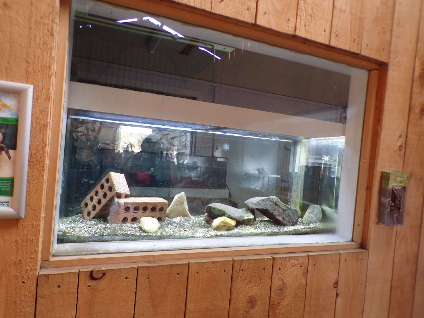 One of the white-clawed crayfish tanks in the breeding area 14.10.23