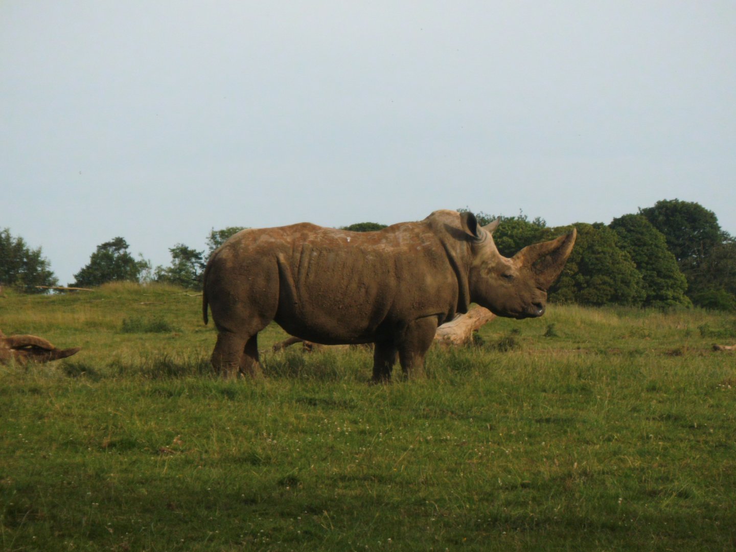 One of the White Rhinos