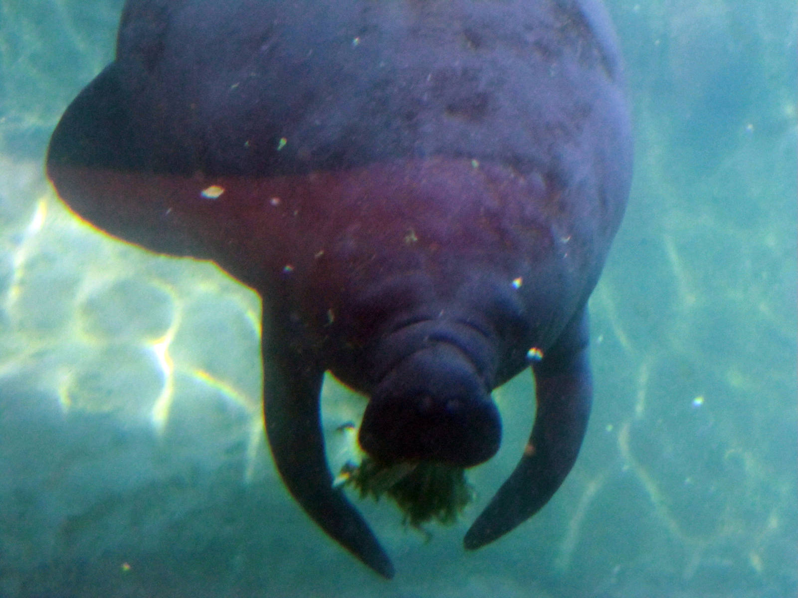 One of the Younger Manatees