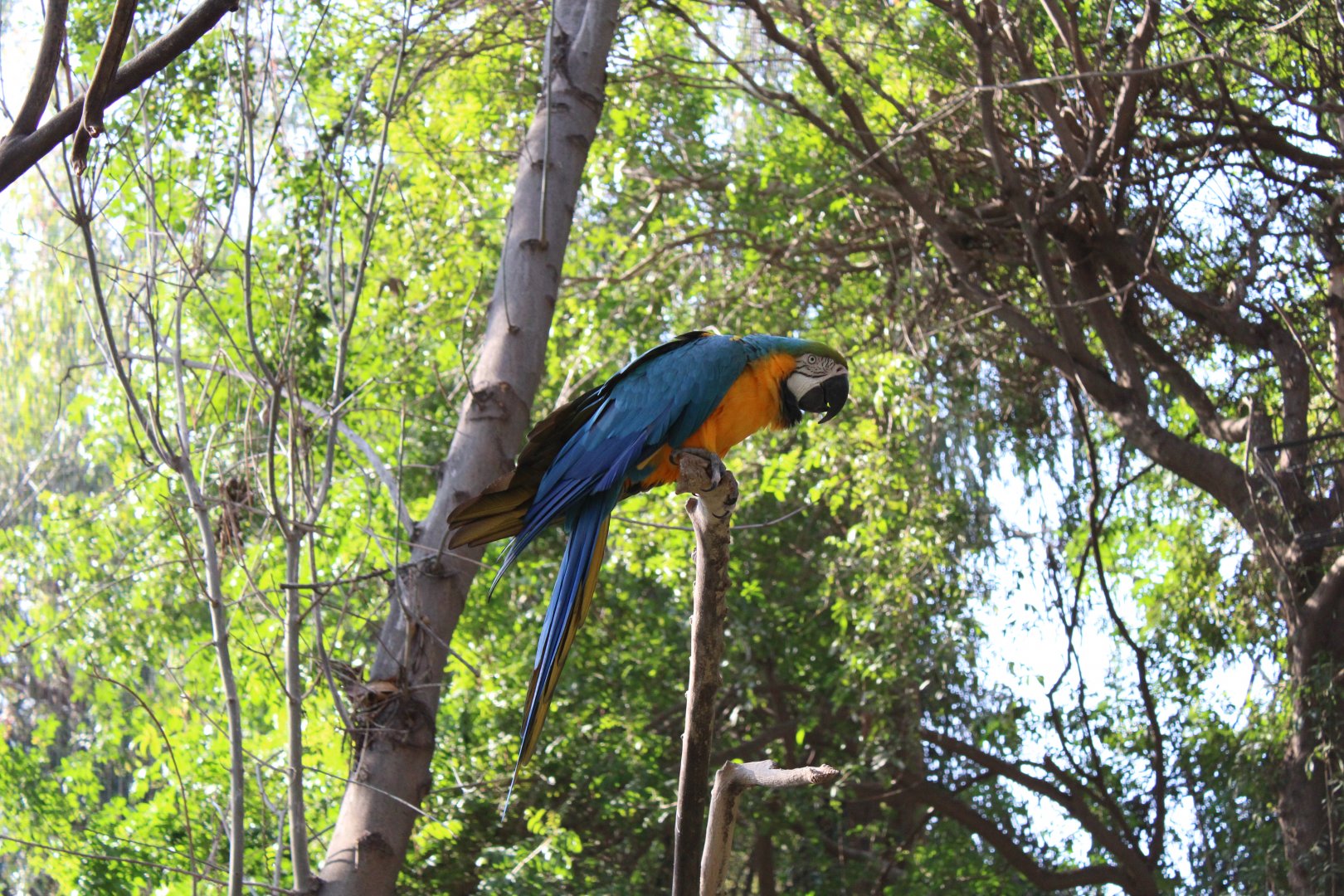 One of the Zoo's Blue and Gold Macaws