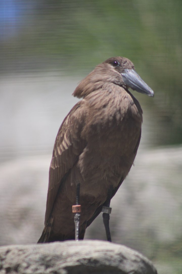 One of the Zoo's Hamerkops [May 11, 2022]