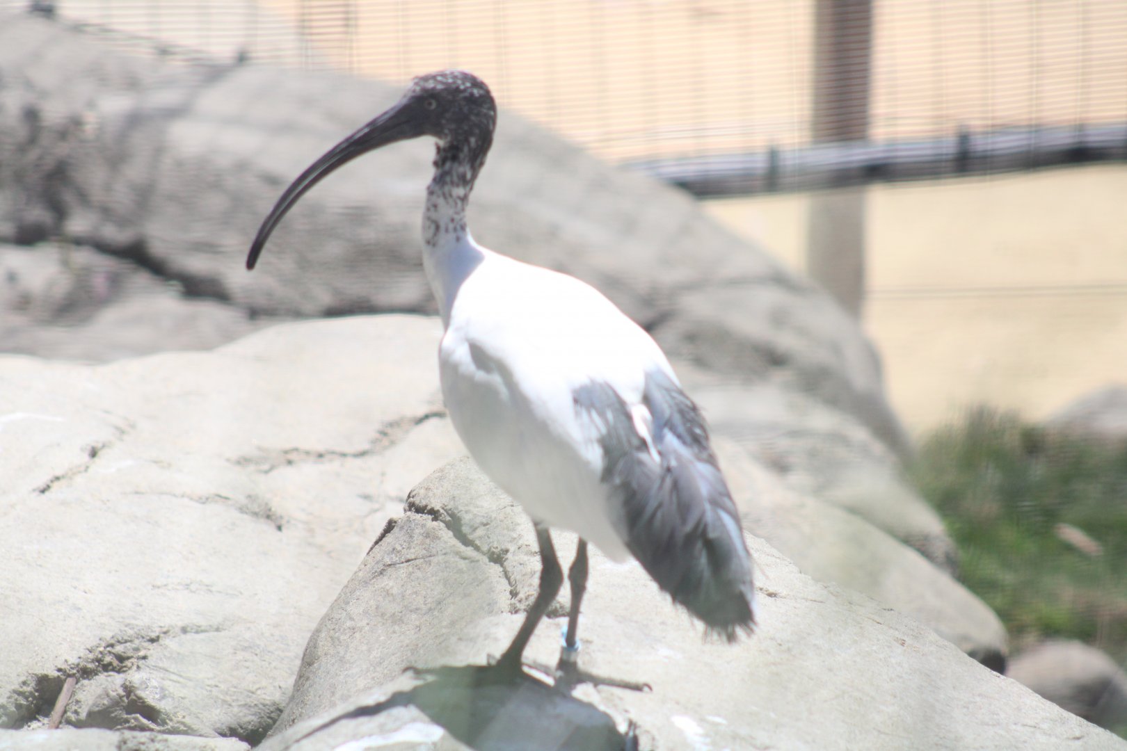 One of the Zoo's New Malagasy Sacred Ibises [May 11, 2022]