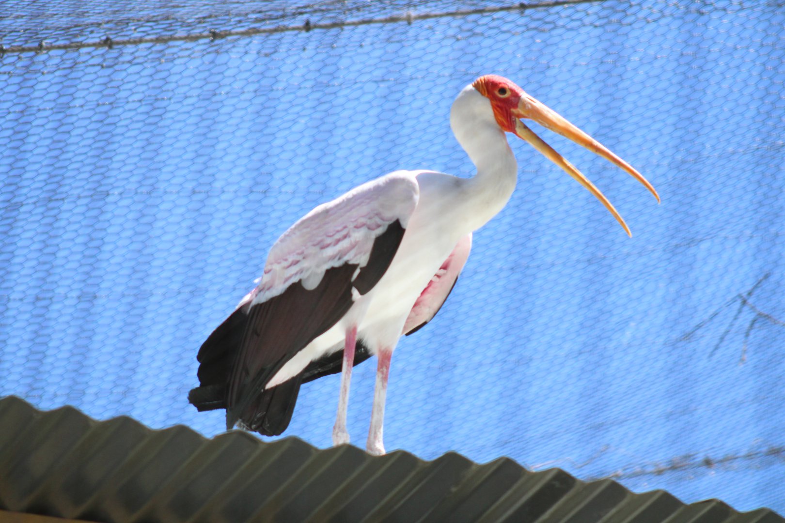 One of the Zoo's New Yellow-billed Storks [May 11, 2022]