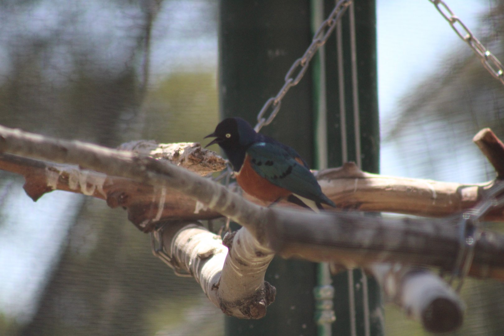 One of the Zoo's Superb Starlings [May 11, 2022]