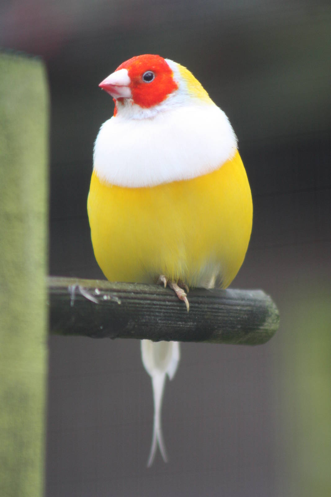 One of those Gouldian Finches again, 6th September 2014